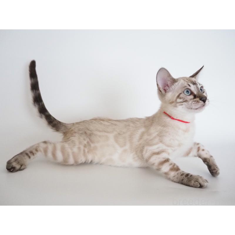 販売中の神奈川県のベンガル-135506の7枚目