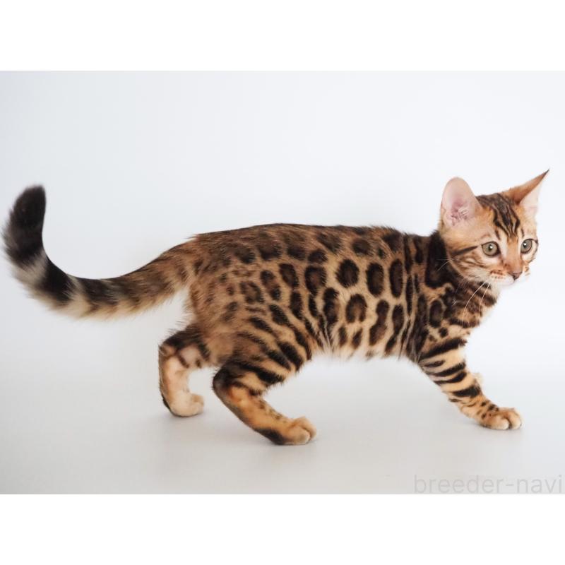 販売中の神奈川県のベンガル-135509