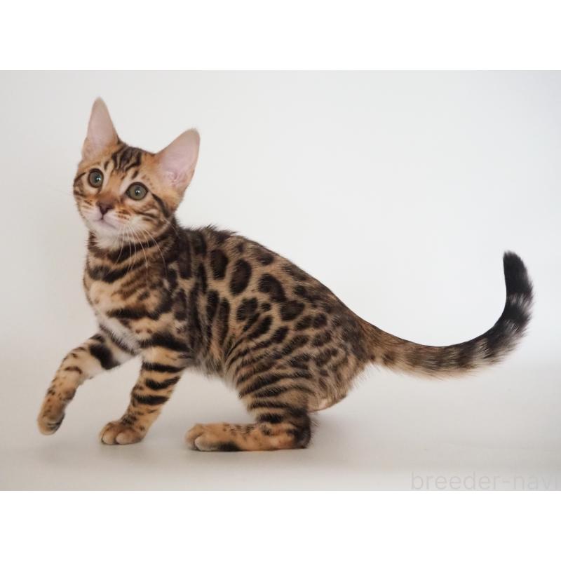 販売中の神奈川県のベンガル-135509の4枚目