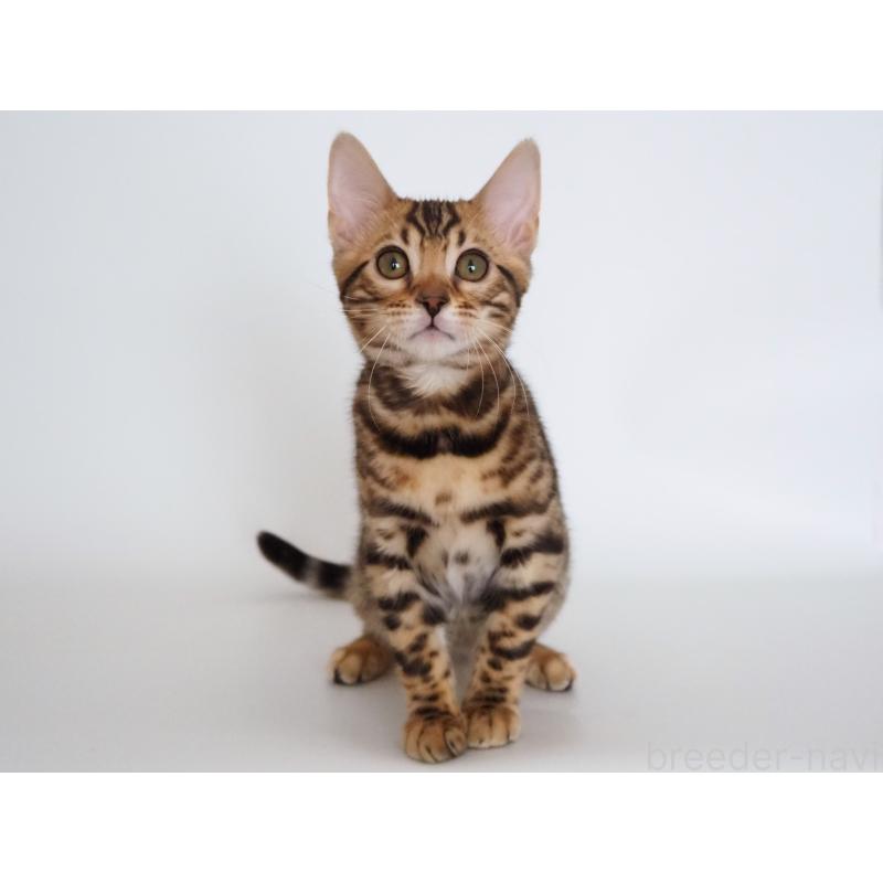 販売中の神奈川県のベンガル-135509の3枚目