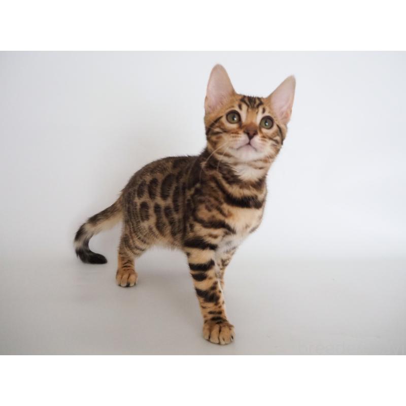 販売中の神奈川県のベンガル-135509の2枚目