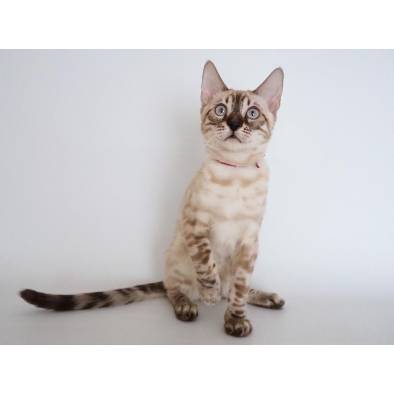 販売中の神奈川県のベンガル-133446