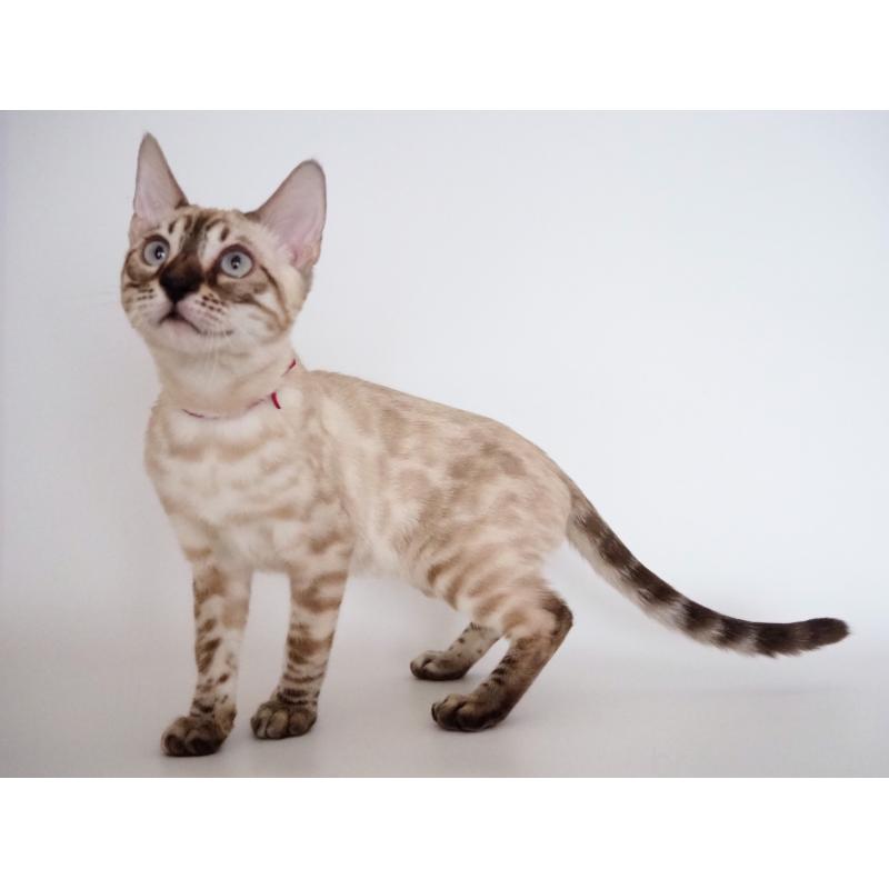 販売中の神奈川県のベンガル-133446の2枚目