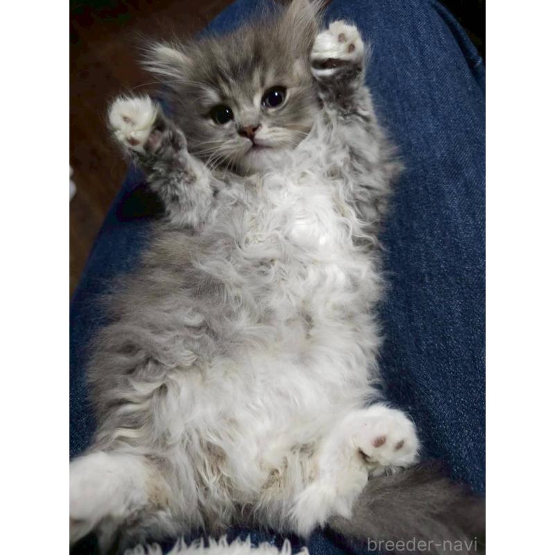 商談中の埼玉県のサイベリアン-132764の2枚目