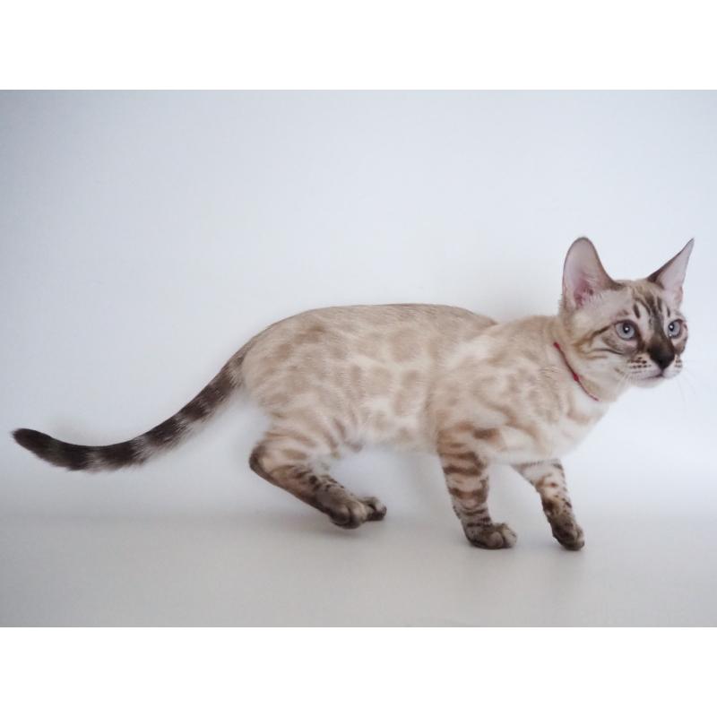 販売中の神奈川県のベンガル-135506の5枚目