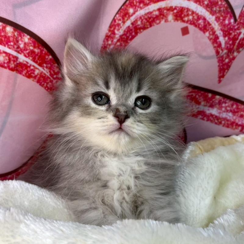 販売中の埼玉県のサイベリアン-136441の4枚目