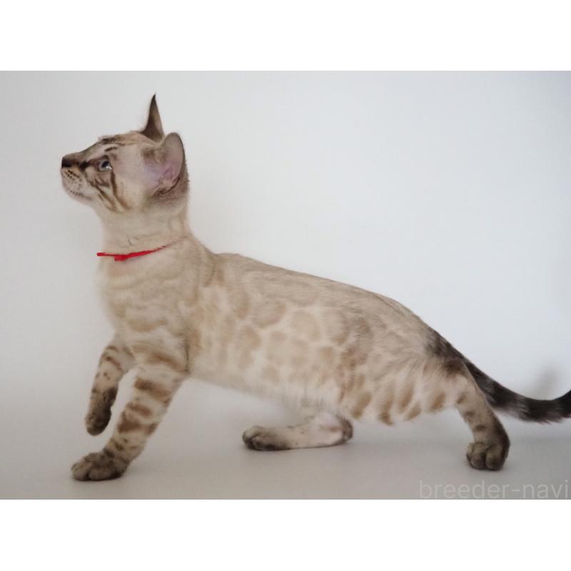 販売中の神奈川県のベンガル-135506の4枚目