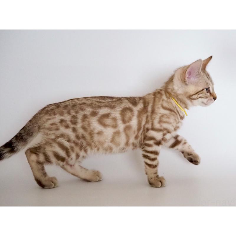 成約済の神奈川県のベンガル-136882の3枚目