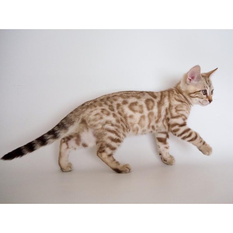 成約済の神奈川県のベンガル-136882の2枚目