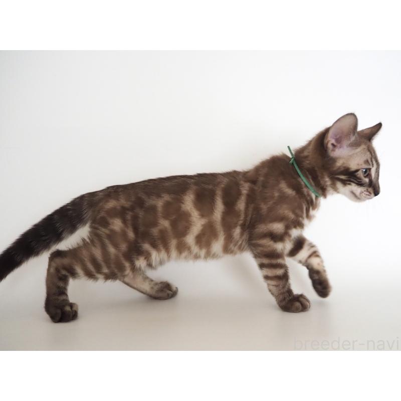 販売中の神奈川県のベンガル-136879の6枚目