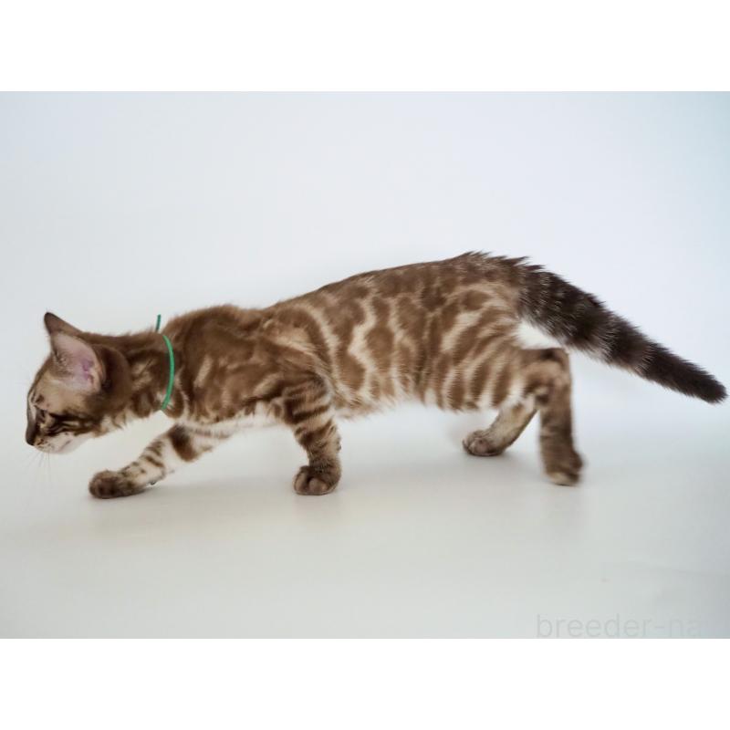 販売中の神奈川県のベンガル-136879の5枚目