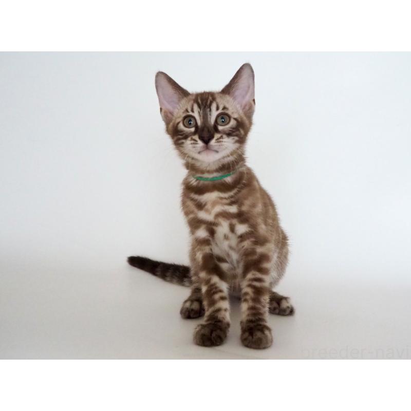 販売中の神奈川県のベンガル-136879の4枚目