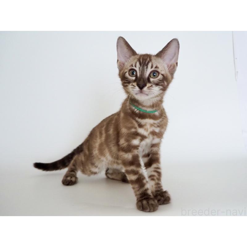 販売中の神奈川県のベンガル-136879の3枚目