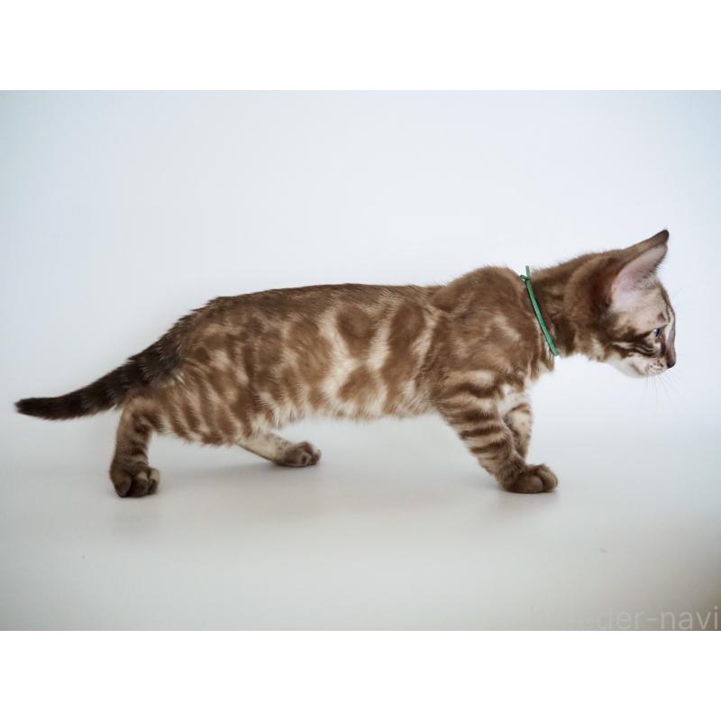 販売中の神奈川県のベンガル-136879の2枚目