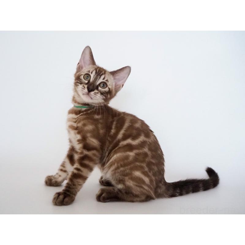 販売中の神奈川県のベンガル-136879