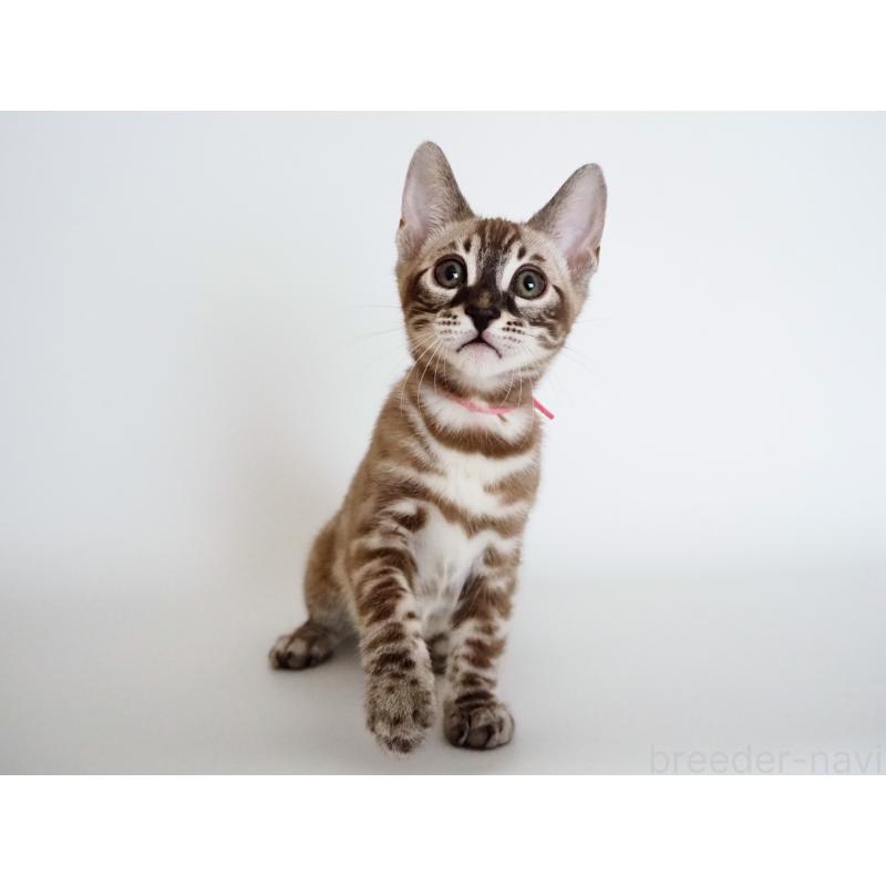 成約済の神奈川県のベンガル-136880の5枚目