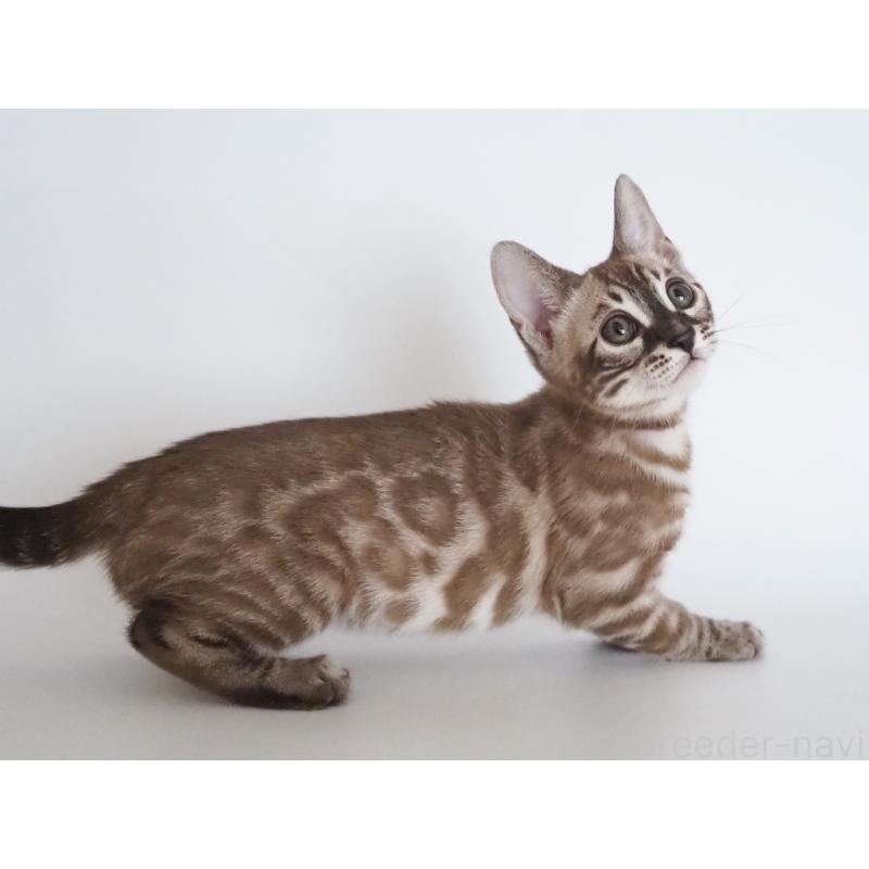 成約済の神奈川県のベンガル-136880の4枚目