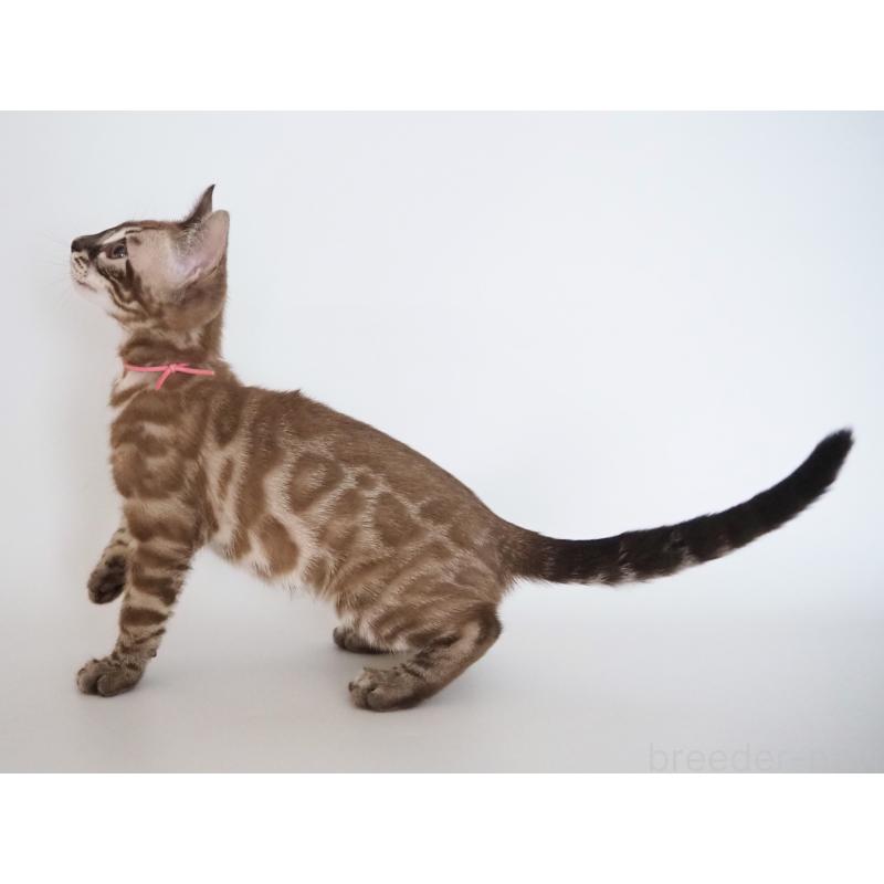 成約済の神奈川県のベンガル-136880の3枚目