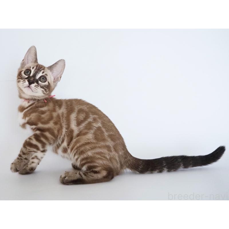 販売中の神奈川県のベンガル-136880