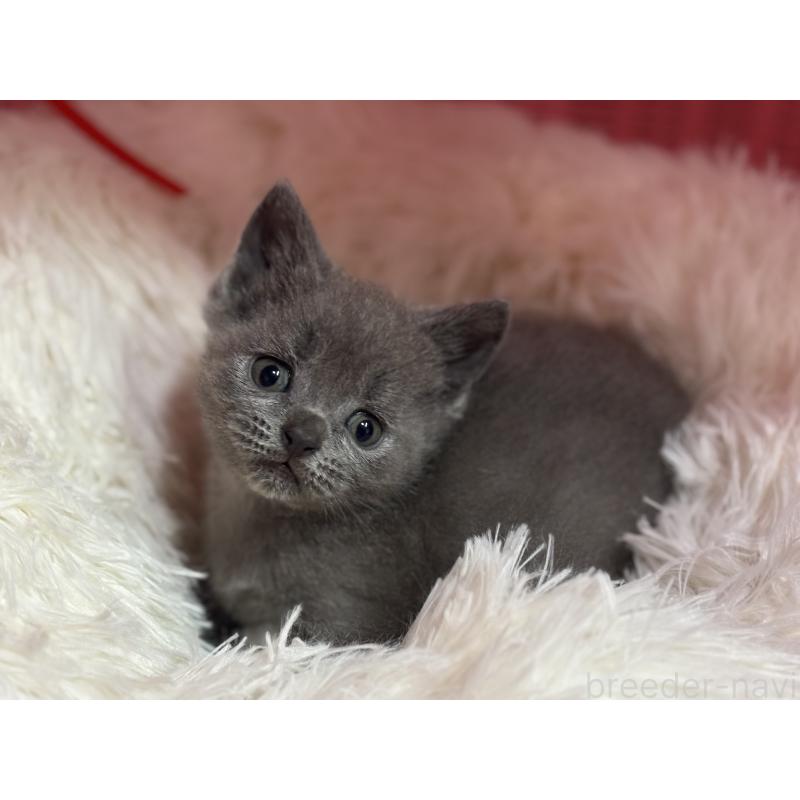 販売中の神奈川県のブリティッシュショートヘア-137827の15枚目