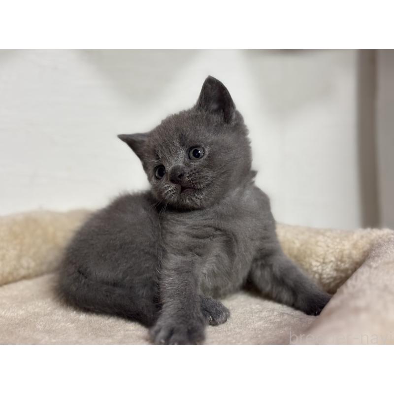 販売中の神奈川県のブリティッシュショートヘア-137827の14枚目