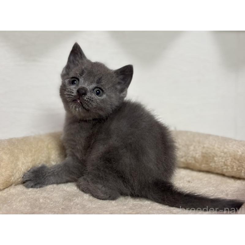 販売中の神奈川県のブリティッシュショートヘア-137827の13枚目