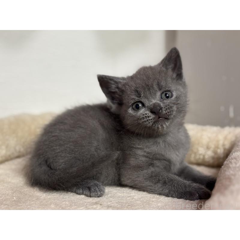 販売中の神奈川県のブリティッシュショートヘア-137827の12枚目