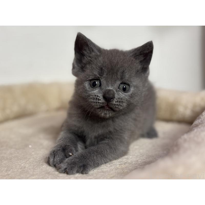 販売中の神奈川県のブリティッシュショートヘア-137827の11枚目