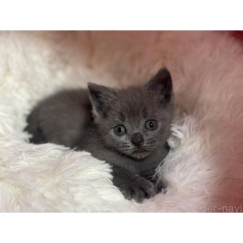 販売中の神奈川県のブリティッシュショートヘア-137827の10枚目