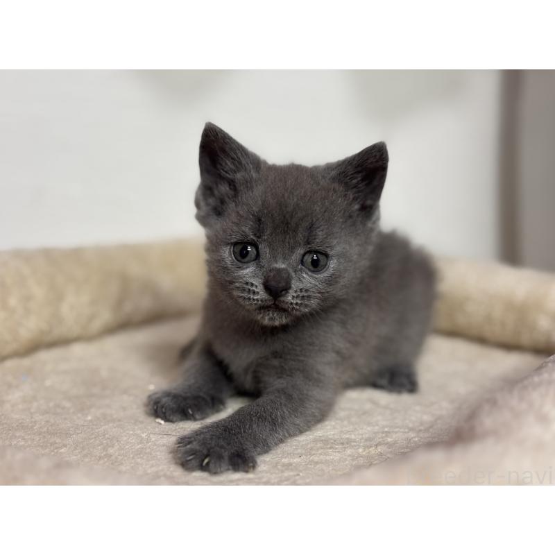 販売中の神奈川県のブリティッシュショートヘア-137827の9枚目