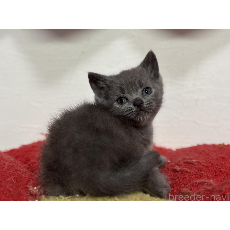 販売中の神奈川県のブリティッシュショートヘア-137827の6枚目