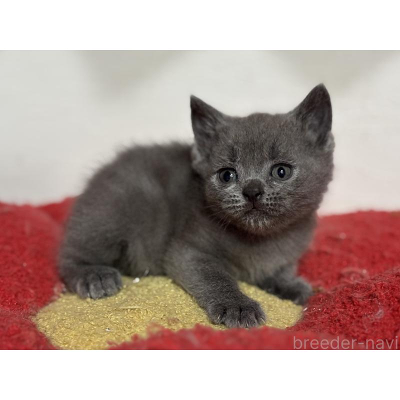 販売中の神奈川県のブリティッシュショートヘア-137827の5枚目