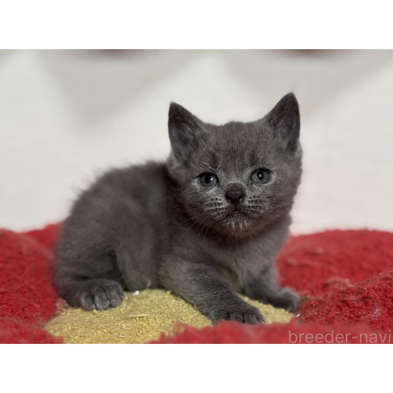 販売中の神奈川県のブリティッシュショートヘア-137827の4枚目