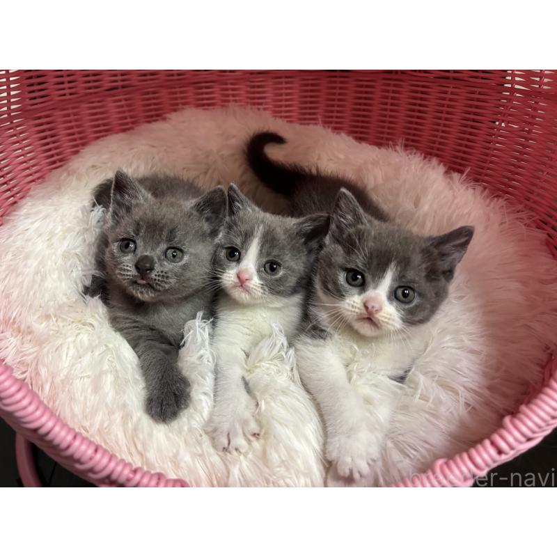 販売中の神奈川県のブリティッシュショートヘア-137827の2枚目