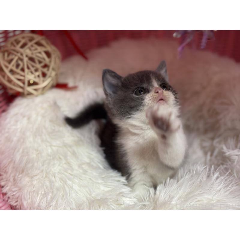 販売中の神奈川県のブリティッシュショートヘア-137828の13枚目