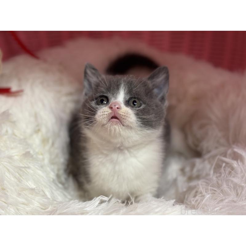 販売中の神奈川県のブリティッシュショートヘア-137828の12枚目