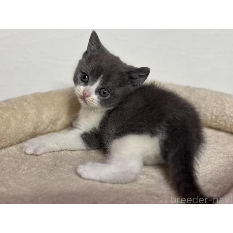 販売中の神奈川県のブリティッシュショートヘア-137828の11枚目