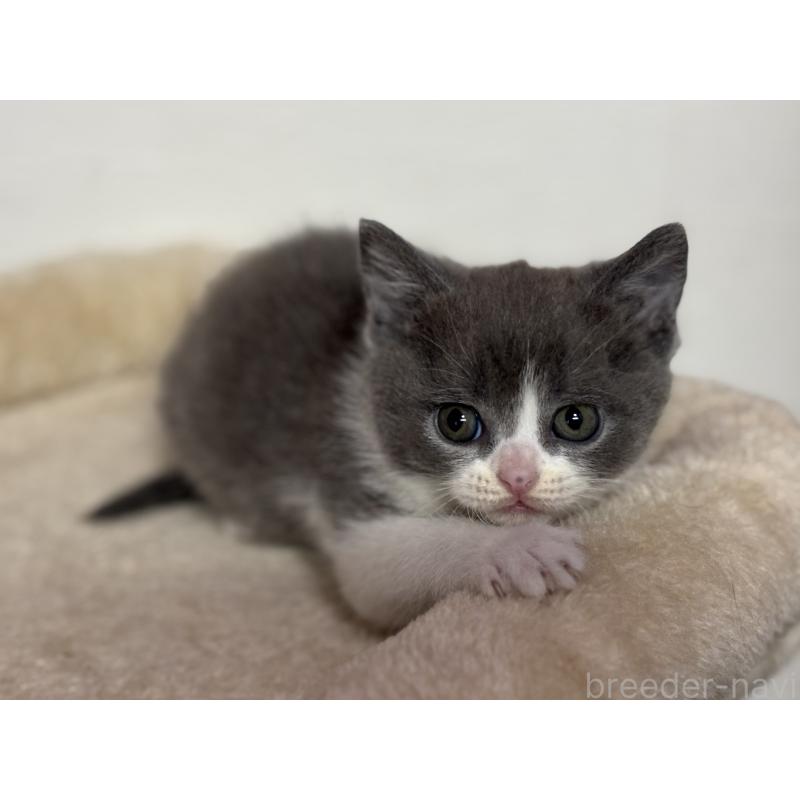 販売中の神奈川県のブリティッシュショートヘア-137828の10枚目