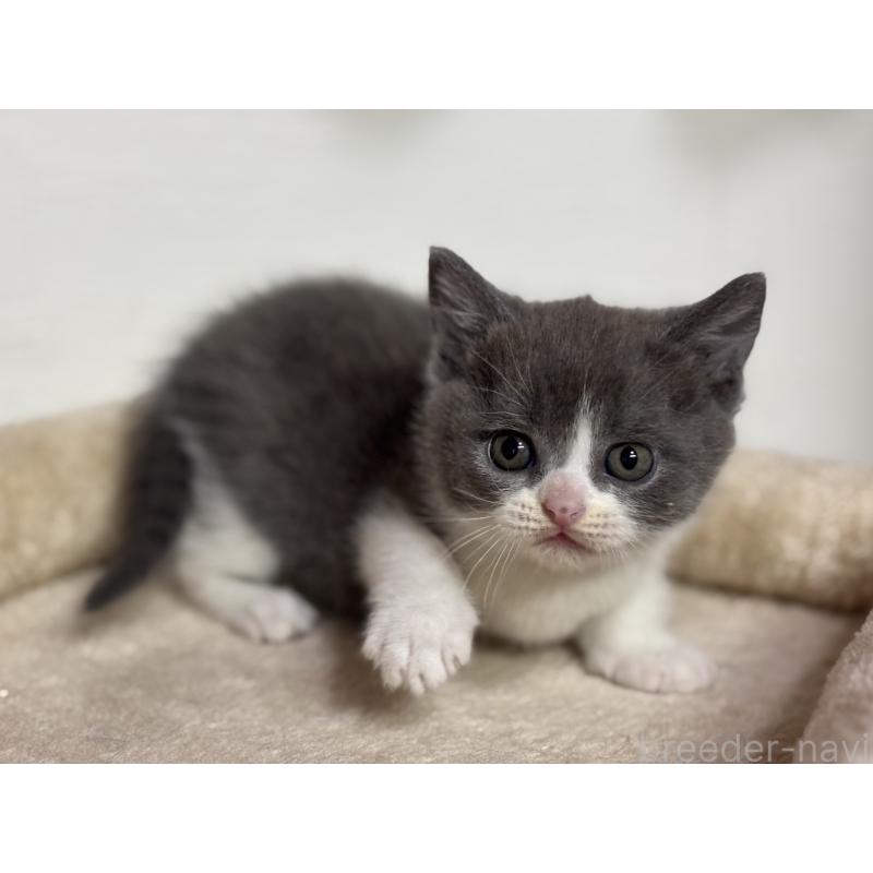 販売中の神奈川県のブリティッシュショートヘア-137828の9枚目