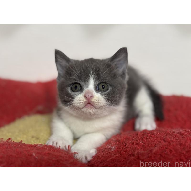 販売中の神奈川県のブリティッシュショートヘア-137828の8枚目