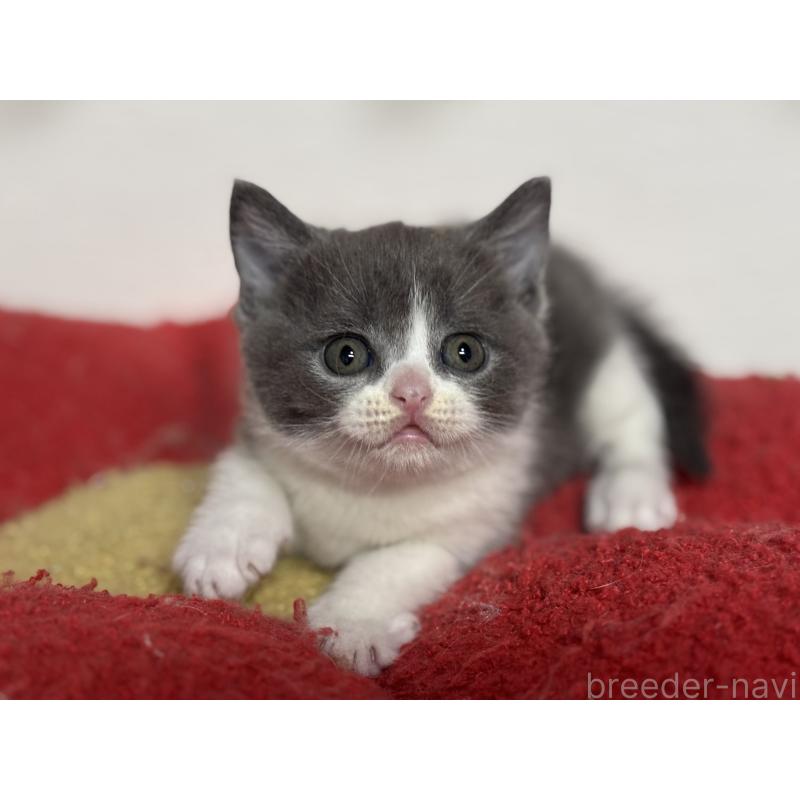 販売中の神奈川県のブリティッシュショートヘア-137828の7枚目