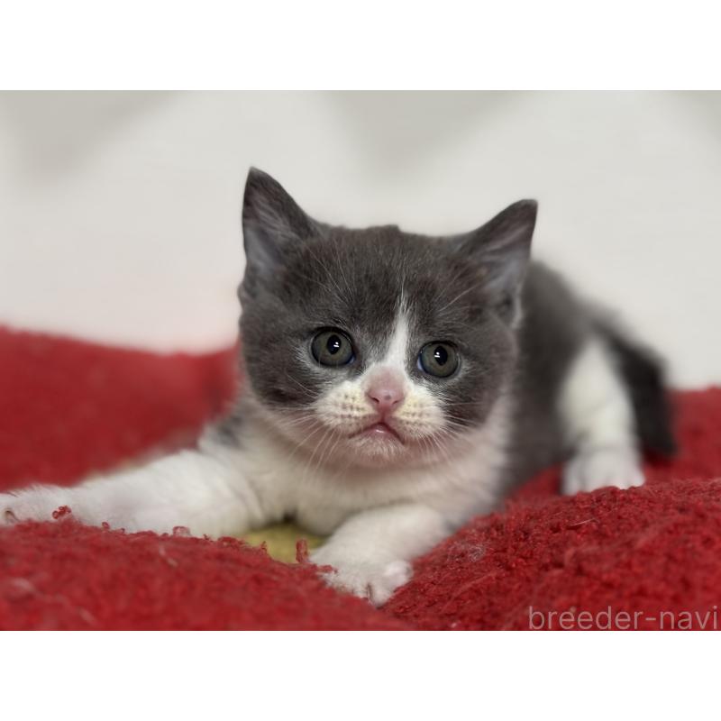 販売中の神奈川県のブリティッシュショートヘア-137828の6枚目