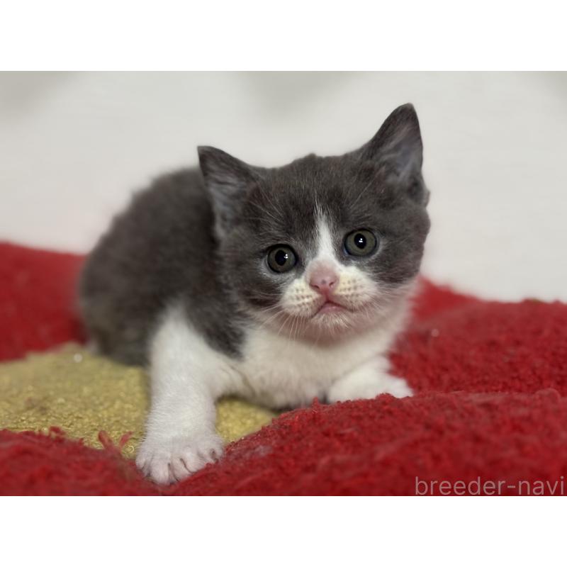 販売中の神奈川県のブリティッシュショートヘア-137828の5枚目