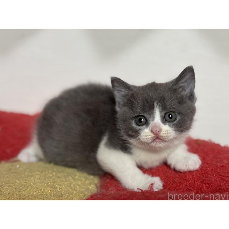 販売中の神奈川県のブリティッシュショートヘア-137828の4枚目