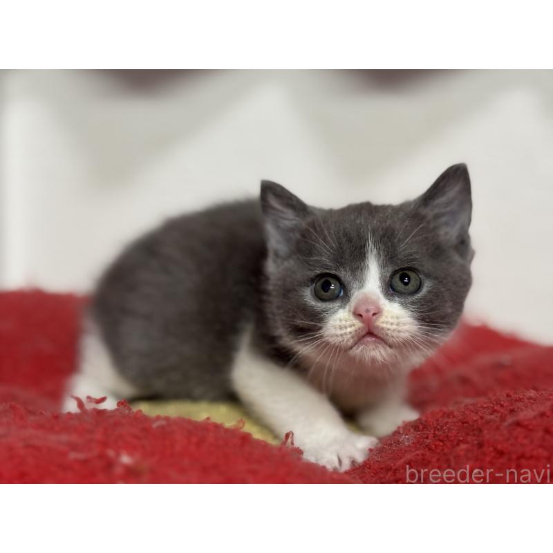 販売中の神奈川県のブリティッシュショートヘア-137828の3枚目