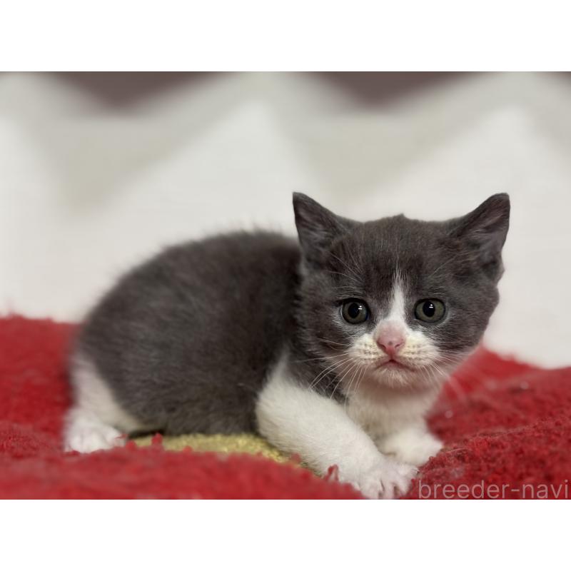 販売中の神奈川県のブリティッシュショートヘア-137828の2枚目