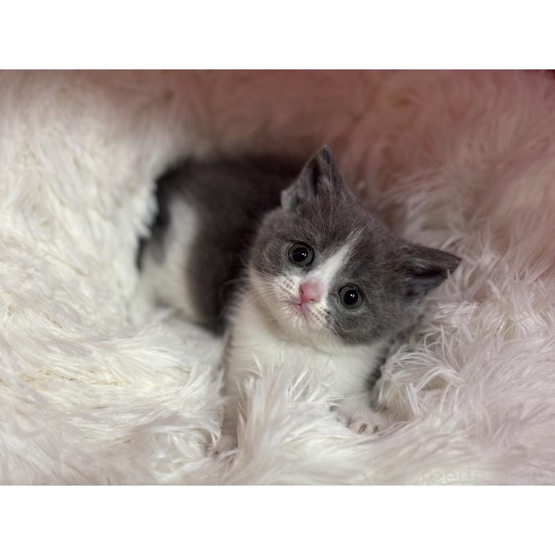 販売中の神奈川県のブリティッシュショートヘア-137829の17枚目