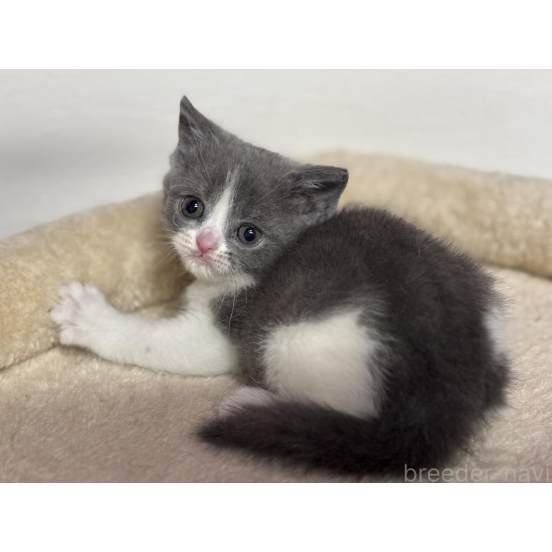 販売中の神奈川県のブリティッシュショートヘア-137829の15枚目