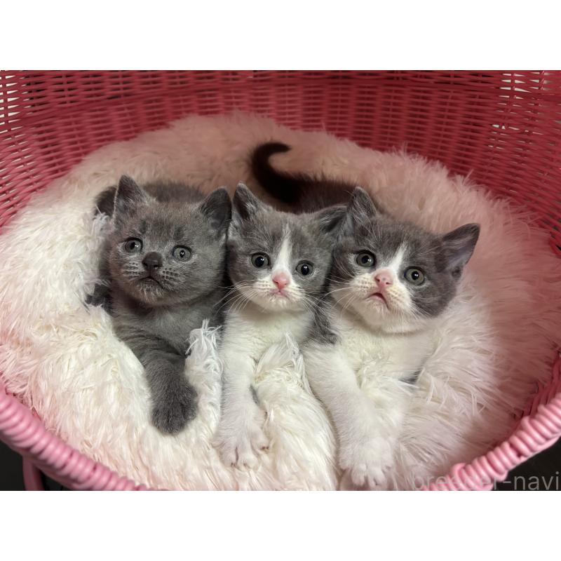 販売中の神奈川県のブリティッシュショートヘア-137829の14枚目