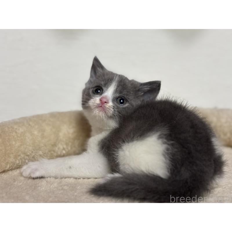 販売中の神奈川県のブリティッシュショートヘア-137829の13枚目